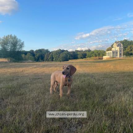 Foto van vermiste hond in Hoeillaart