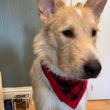 Dog lost Qu bec Canada