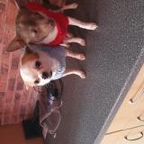Toby