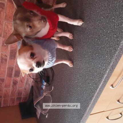 Foto 1/1 Hond teruggevonden Vermist in Bruxelles