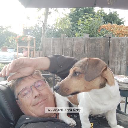 Foto van vermiste hond in Eugies