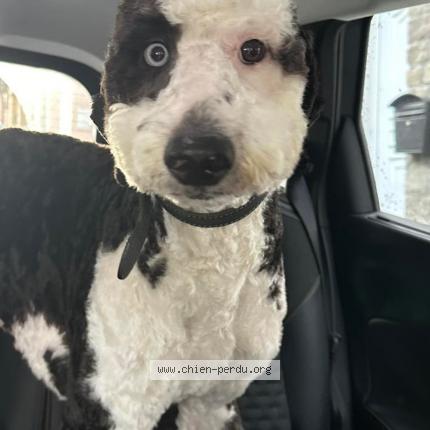 Foto 1/1 Hond teruggevonden Vermist in Seraing