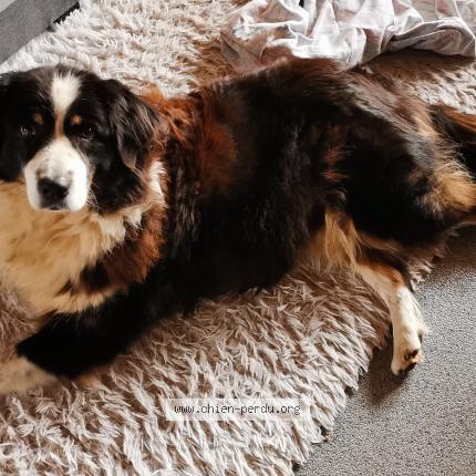 Foto 1/1 Hond teruggevonden Gevonden in Ayeneux