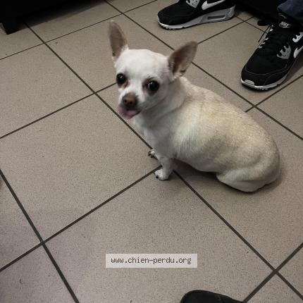 Foto 1/1 Hond teruggevonden Vermist in Bois D Haine