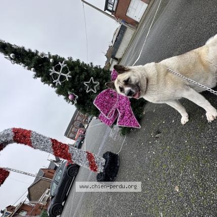 Foto 1/1 Hond teruggevonden Vermist in La Louviere