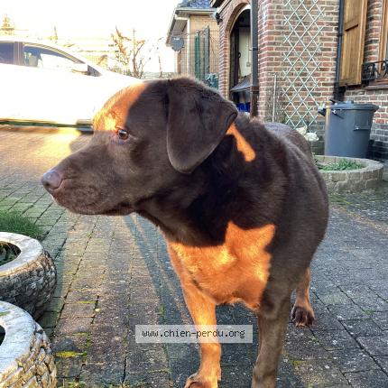 Foto van gevonden hond in Mouscron