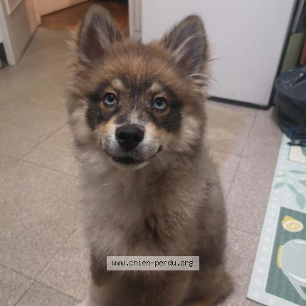 Photo 1/1 Kenzo Chien lost in Livry gargan