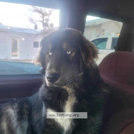 Photo 1/1 Grumpus Chien lost in Warman