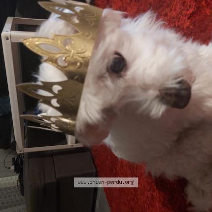 Foto van vermiste hond in Arlon