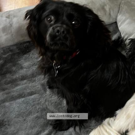 Picture of dog lost at Kenosha