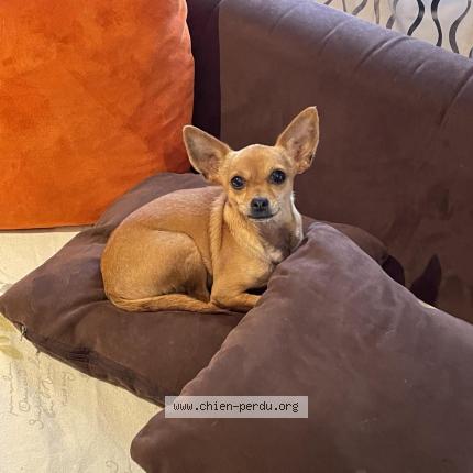 Foto van vermiste hond in Aubange
