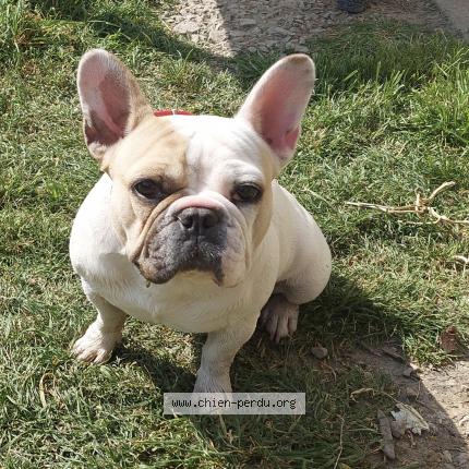 Photo 1/1 Perle Chien lost in Guer