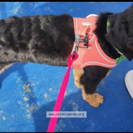 Foto van vermiste hond in Courcelles
