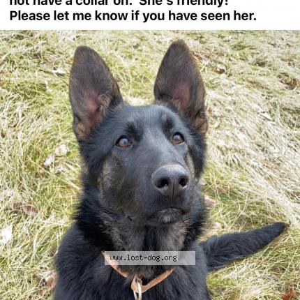 Photo 1/1 Reunited dog Lost in Miesville