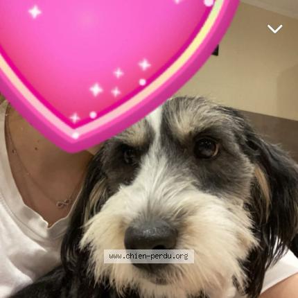 Foto 1/1 Hond teruggevonden Vermist in Manage