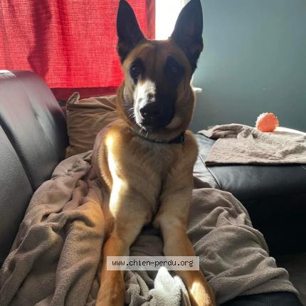 Foto van vermiste hond in Ninove