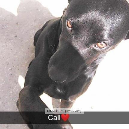 Photo 1/1 Coll Chien lost in Alleux