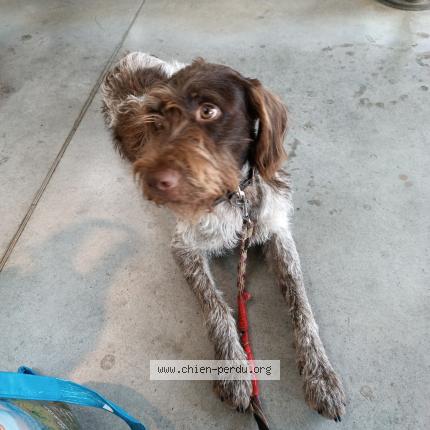 Photo 1/1 Kyon Chien lost in Saurier