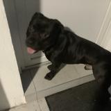 Picture of dog found at Brive La Gaillarde