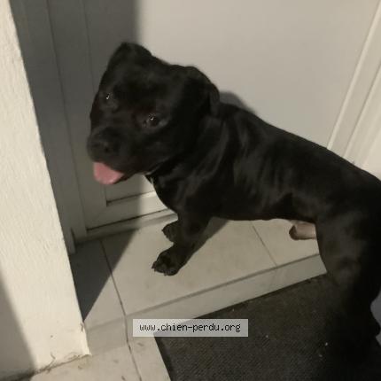 Photo 1/1 Dog reunited Found in Brive la gaillarde