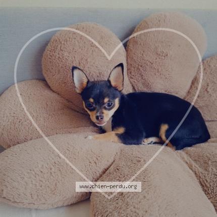 Foto 1/1 Hond teruggevonden Vermist in Vielsalm