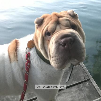 Photo 1/1 Oji Chien lost in Chateauneuf de galaure