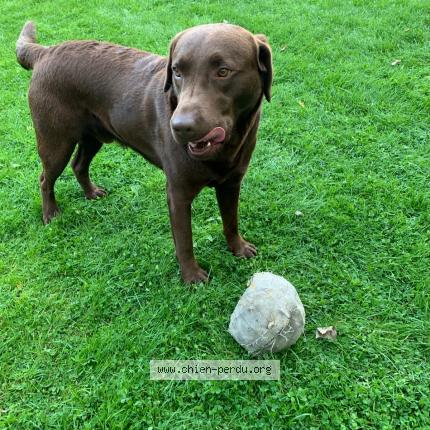 Foto van vermiste hond in Braine Le Chateau
