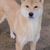 Picture of dog lost at Saint Eloi