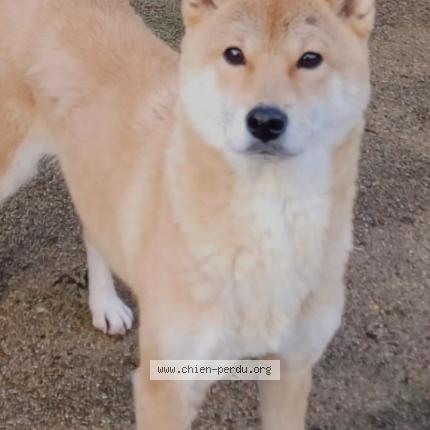 Photo 1/5 Ariel Chien lost in Saint eloi