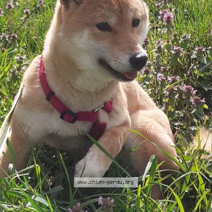 Photo 2/5 Ariel Chien lost in Saint eloi