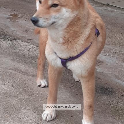 Photo 3/5 Ariel Chien lost in Saint eloi