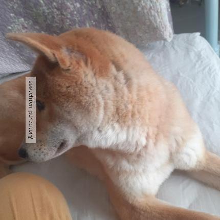 Photo 4/5 Ariel Chien lost in Saint eloi