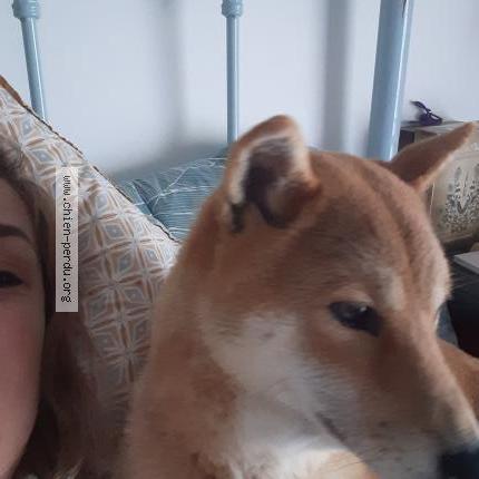 Photo 5/5 Ariel Chien lost in Saint eloi