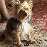 Picture of dog lost at Le Moule