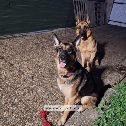 Photo 1/1 Nala Chien lost in Frouzins