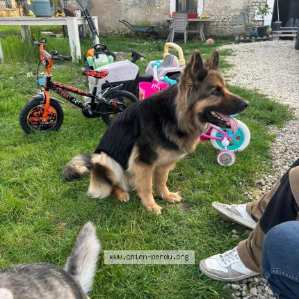 Photo 1/1 Nesty Chien lost in Barbezieux