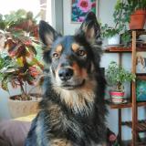 Picture of dog lost at Istres