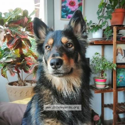 Photo 1/1 loupée Chien lost in Istres