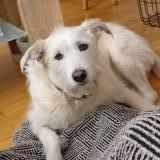 Picture of dog lost at Charnay Les Macon