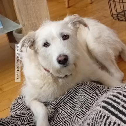 Photo 1/1 Kim Chien lost in Charnay les macon