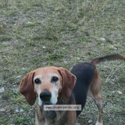 Photo 1/1 TURBO Chien lost in Villeneuve lecussan