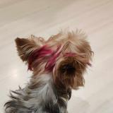 Picture of dog lost at Six Fours Les Plages