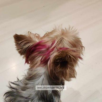 Photo 1/5 Nessy Chien lost in Six fours les plages