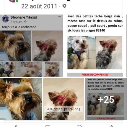 Photo 2/5 Nessy Chien lost in Six fours les plages