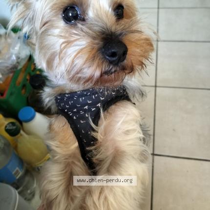 Photo 3/5 Nessy Chien lost in Six fours les plages