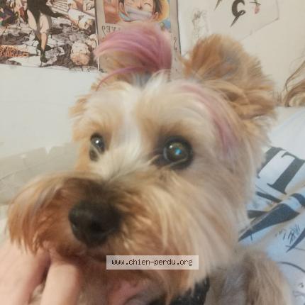 Photo 4/5 Nessy Chien lost in Six fours les plages