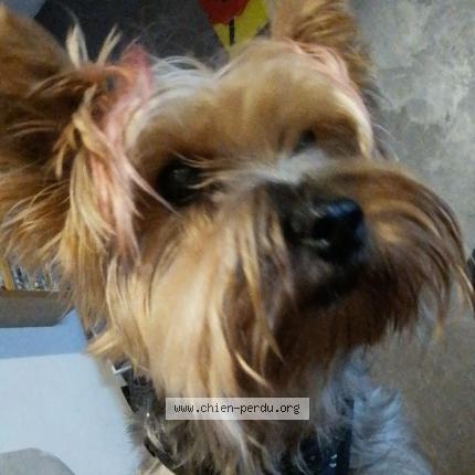 Photo 5/5 Nessy Chien lost in Six fours les plages