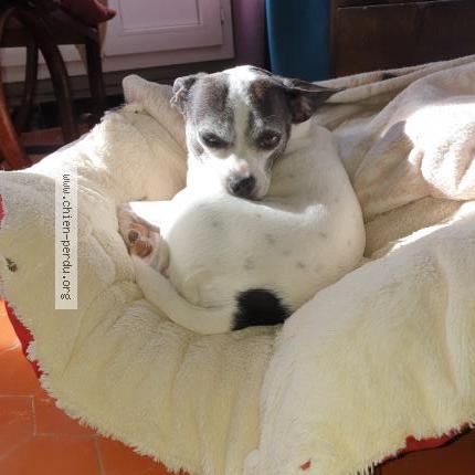 Photo 1/1 Pirate Chien lost in Oraison