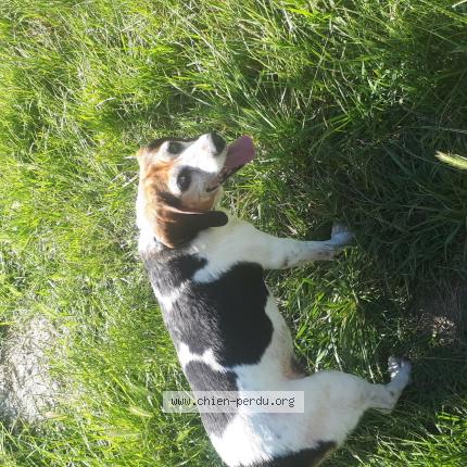 Photo 1/1 Dog reunited Lost in Montelimar