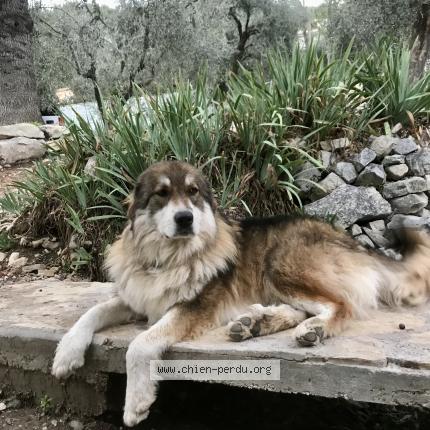 Photo 1/1 MYA Chien lost in L escarene